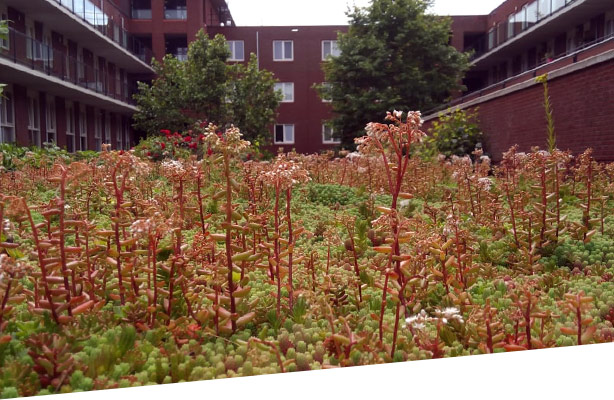 multifunctionele daken voorbeeldproject 2