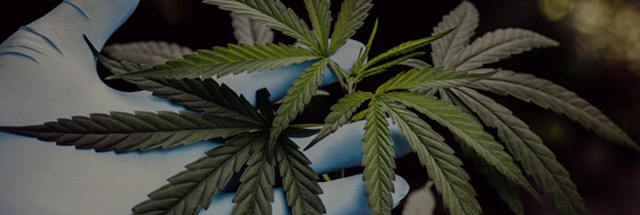 Intro afbeelding: Dossier Ondermijning