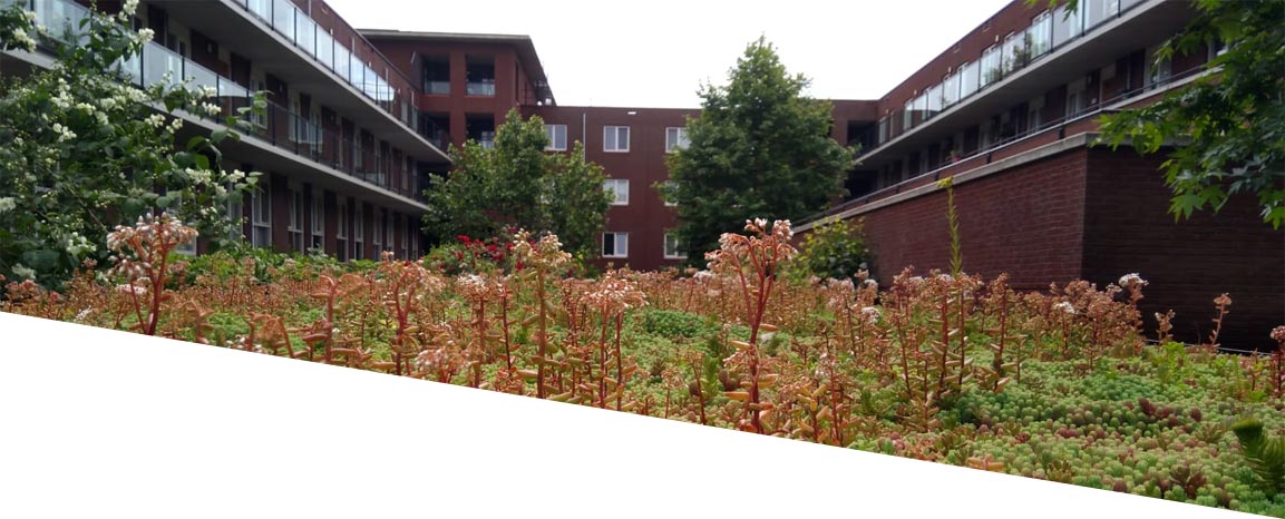 vve010 daktuinen bergsingel